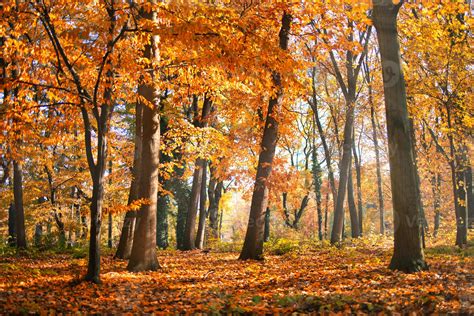 Autumn forest road leaves fall in ground landscape on autumnal ...