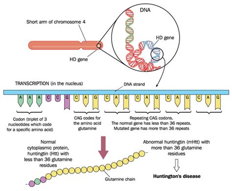 Huntington's disease: MedlinePlus Genetics