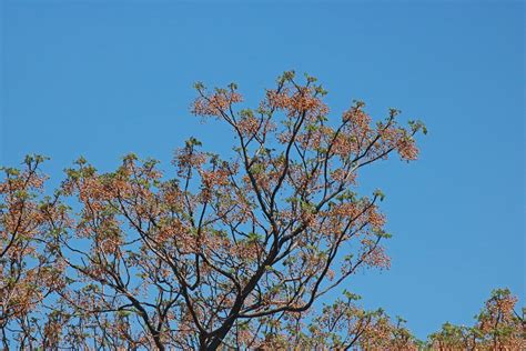 Seeds On Syringa Tree Free Stock Photo - Public Domain Pictures