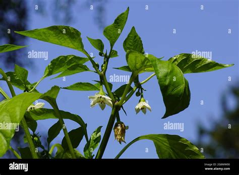 Flowering bell pepper, sweet pepper, pepper, capsicum (Capsicum annuum), family Solanaceae ...