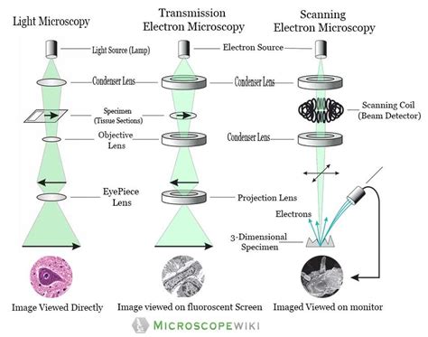 Electron Microscope Use Electrons for Their Which Property - WadekruwHolt