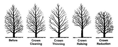 Winter Tree Pruning | Complete Landscaping Service