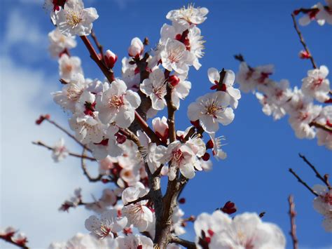 Free Images : branch, plant, fruit, flower, petal, food, produce, season, cherry blossom, plum ...