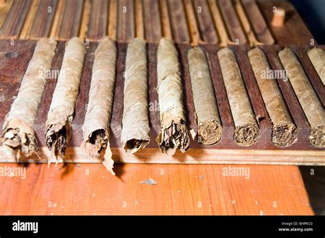 detail of fresh hand rolled quality cigars in production rack in nicaragua central america Stock ...