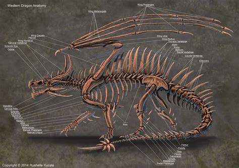 Western Dragon Skeleton Anatomy by TheDragonofDoom on DeviantArt