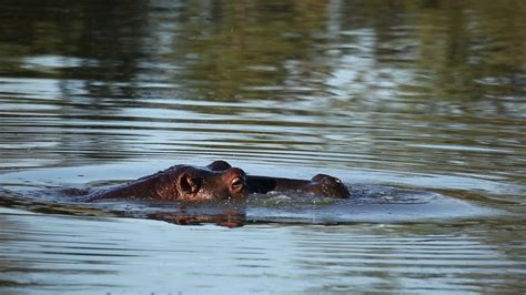 What Does A Hippo Fart Sound Like | Under-tec