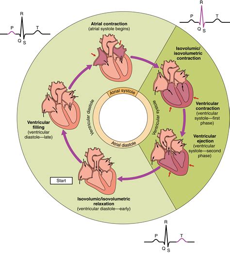 19.4: Cardiac Cycle - Medicine LibreTexts