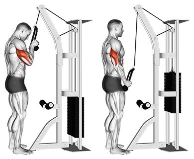 Exercise Database (Triceps21) - Standing One Arm Tricep Pushdowns ...