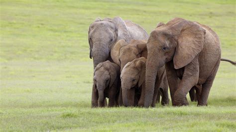 Elephant Family Wallpapers - Top Free Elephant Family Backgrounds ...