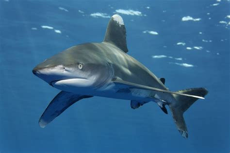 Oceanic Whitetip Shark – "OCEAN TREASURES" Memorial Library