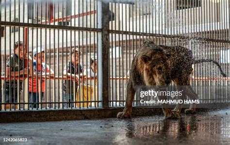 Gaza Zoo Photos and Premium High Res Pictures - Getty Images