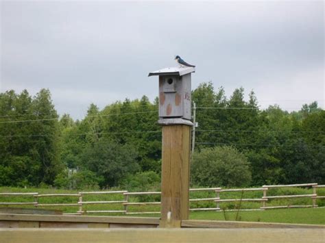 How to keep birds off fruit trees: netting, noises and scarecrows