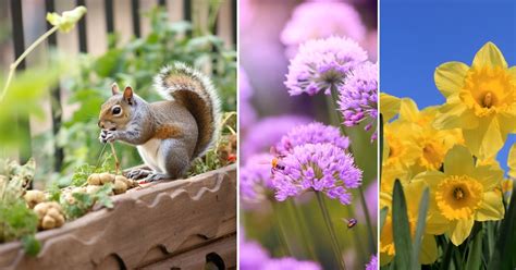 17 Plants to Keep Squirrels Away From Your Garden! - LeafyJournal