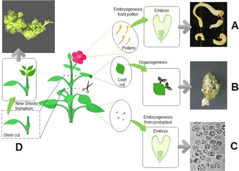 Different types of plant regenerative pathways in vitro. Regeneration ...