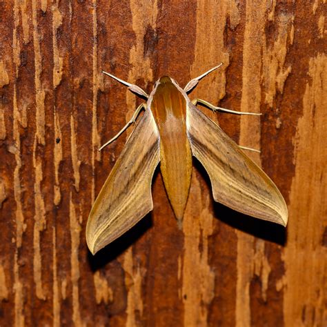 Tersa Sphinx Moth | BirdForum