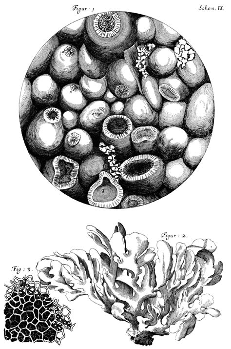 Robert Hooke Micrographia Robert Hooke, Body Study, Botanical Drawings, Natural Forms, Patterns ...