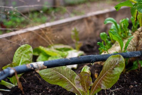 Guide to Drip Irrigation Systems for Your Garden