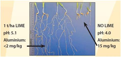 Soil Acidity | Fact Sheets | soilquality.org.au