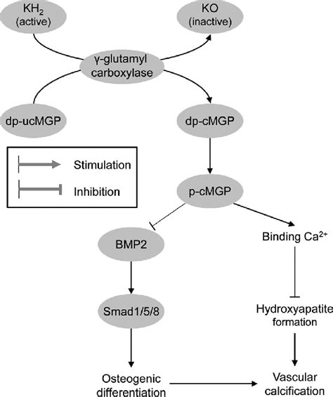 Figure 2 from Role of vitamins beyond vitamin D3 in bone health and osteoporosis (Review ...