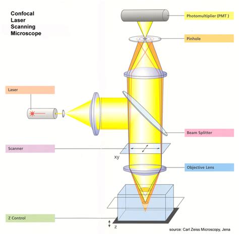 What is Confocal Laser Scanning Microscopy?