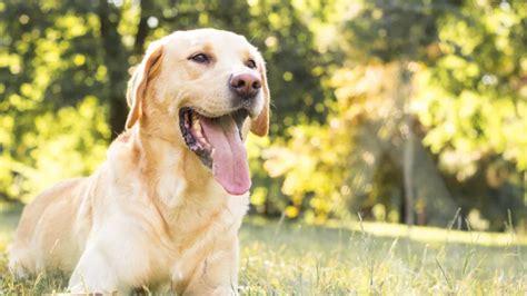 Dog Gut Health: How To Improve the Microbiome | AKC Pet Insurance