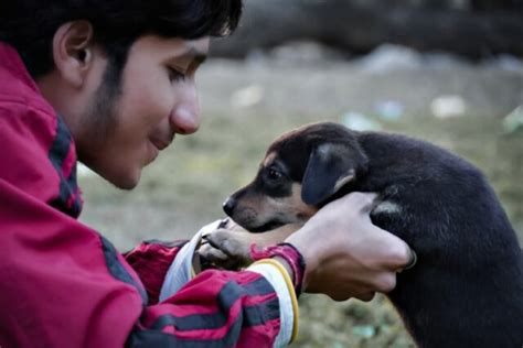 Petting A Therapy Dog Benefits Students For Weeks, Study Finds