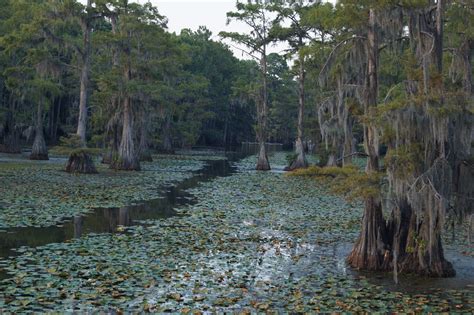 Best Things to Do in East Texas