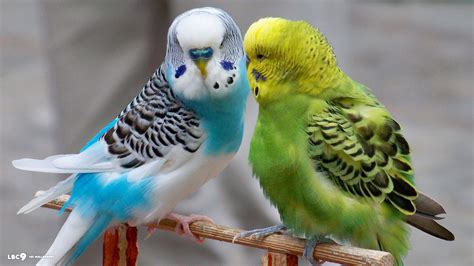 Budgies - Parrots Wallpaper (40142053) - Fanpop