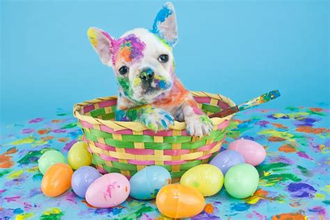 Creating an Easter Egg Hunt for your Dog - TAILored Pet Services LLC