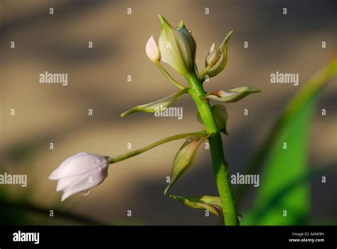 Edge of orchid plant blooming stage Stock Photo - Alamy