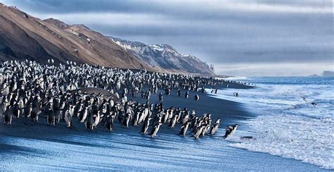 Chinstrap Penguins at Bailey Head, Deception Island | Deception island, Earth pictures, Island