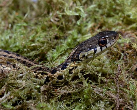 Are Garden Snakes Dangerous To Dogs | Fasci Garden