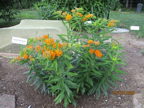 100 Orange Butterfly Weed Seeds, Asclepias Tuberosa - Milkweed 4 Monarchs