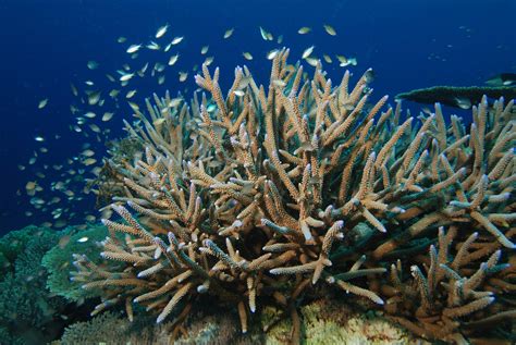 Virgin Islands Coral Reef National Monument | Find Your Park