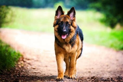 German Shepherd, German, walk, Shepherd, dog, HD wallpaper | Peakpx