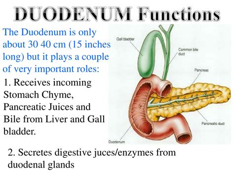 PPT - DIGESTIVE SYSTEM PROCESSES and PHYSIOLOGY PowerPoint Presentation - ID:9613066