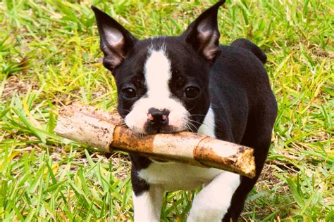 Boston Terrier Training