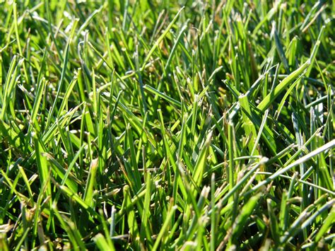 Grass Types: Tall Fescue | Nutri-Lawn