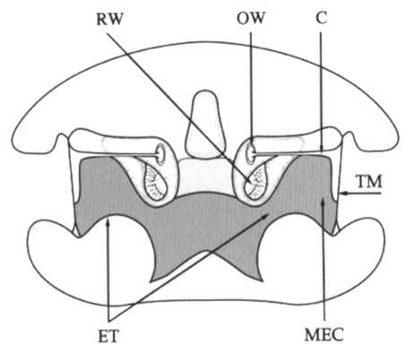 Schematic Diagram of Lizard Ear Structure from [2], redrawn and... | Download Scientific Diagram