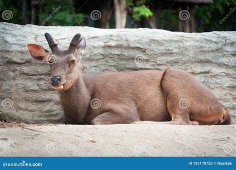 Sambar deer stock photo. Image of nature, habitat, environment - 138170720