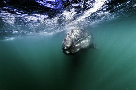 10 Fun Facts About Gray Whales - Baja Expeditions