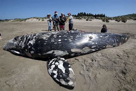 As gray whale migration reaches its peak, scientists fear another unexplained die-off | The ...