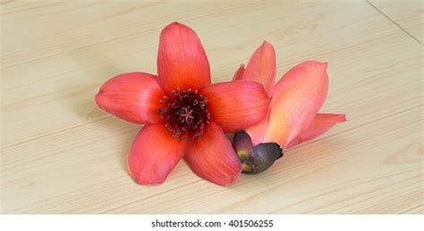 Bombax Ceiba Painting: Over 13 Royalty-Free Licensable Stock Photos | Shutterstock