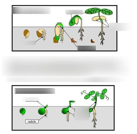 Germination -hypogeal and epigeal Diagram | Quizlet