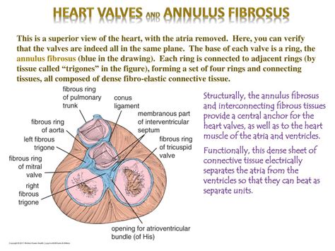 PPT - Heart Digital Laboratory PowerPoint Presentation, free download ...