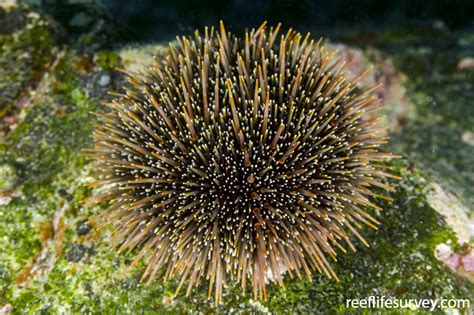 Evechinus chloroticus - Kina (NZ Sea Urchin) | ReefLifeSurvey.com