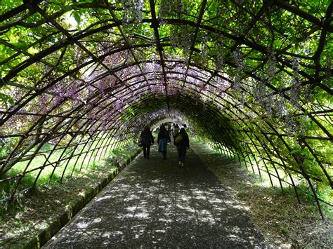 Japan's Wisteria Gardens are Breatakingly Beautiful