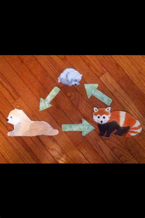 Red Panda Life Cycle Diagram