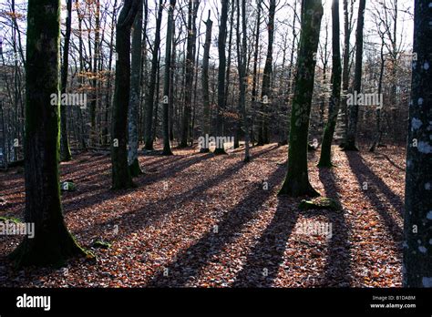 Autumn colours in the forest Stock Photo - Alamy