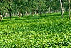 Tea Gardens of Terai -Dooars: A picture gallery!! | Terai— Dooars Live